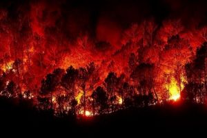 Incendi in Calabria, FAI CISL: Superare la logica dell’emergenza, investendo in lavoro, prevenzione, presidio umano