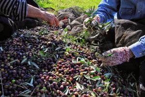 Sapia e Fortunato: Valorizzare l’eccellenza dell’agroalimentare calabrese per il lavoro e il territorio
